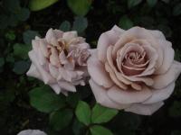 Rosa (Růže 'Koko Loko' - Mnohokvěté růže)