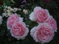 Rosa (Růže 'Mariatheresia' - Mnohokvěté růže)