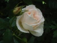 Rosa (Růže 'Matthias Claudius' - Sadové růže)
