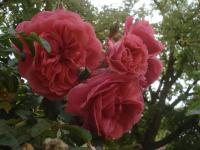 Rosa (Růže 'Uetersen Rosenkönigin' - Pnoucí růže)