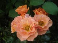 Rosa (Růže 'Together Forever' - Mnohokvěté růže)