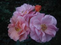 Rosa (Růže 'Together Forever' - Mnohokvěté růže)
