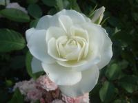 Rosa (Růže 'Virgo' - Velkokvěté růže)