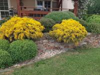 Genista lydia (Kručinka lydijská)