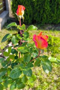 Rosa (Růže 'Double Delight' - Velkokvěté růže)