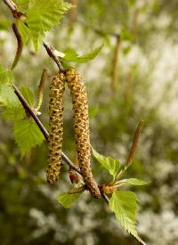 Betula pendula (Brzoza brodawkowata)