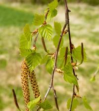Betula pendula (Brzoza brodawkowata)