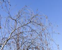 Betula pendula (Brzoza brodawkowata)