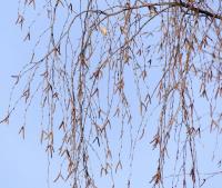Betula pendula (Brzoza brodawkowata)