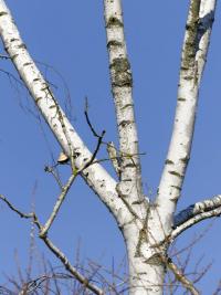 Betula pendula (Brzoza brodawkowata)