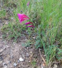 Gladiolus communis (Mečík obecný)
