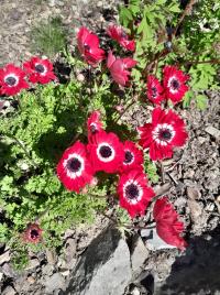 Anemone (Sasanka)