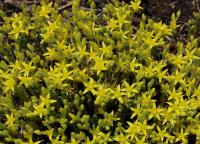 Sedum acre (Rozchodník ostrý)