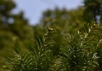 Taxus baccata (Tis červený)