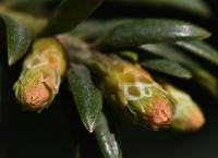 Taxus baccata (Tis červený)