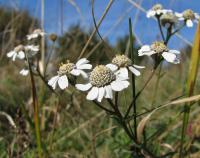 Achillea ptarmica (Řebříček bertrám)