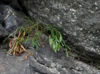 Asplenium septentrionale (Sleziník severní)