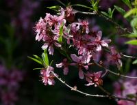 Prunus tenella (Mandloň nízká)