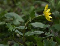 Ficaria verna (Orsej jarní)