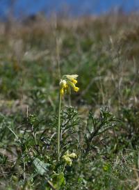 Primula veris (Prvosenka jarní)