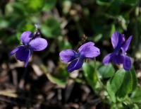 Viola odorata (Violka vonná)