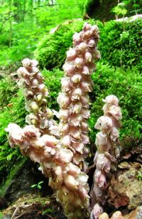 Lathraea squamaria (Podbílek šupinatý)