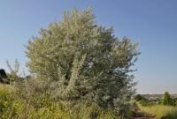 Elaeagnus angustifolia (Hlošina úzkolistá)