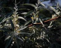Elaeagnus angustifolia (Hlošina úzkolistá)