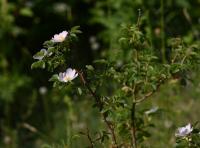Rosa elliptica (Růže oválnolistá)