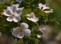 Rosa elliptica (Růže oválnolistá)