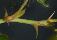 Rosa elliptica (Růže oválnolistá)