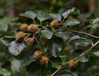 Fagus sylvatica (Buk lesní)