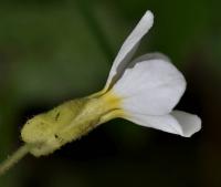 Arabis caucasica (Huseník kavkazský)