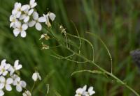 Arabis caucasica (Huseník kavkazský)