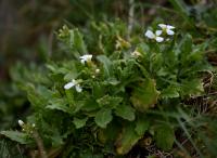 Arabis caucasica (Huseník kavkazský)