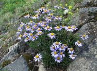 Aster alpinus (Hvězdnice alpská)