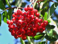 Sorbus aucuparia (Jeřáb ptačí)