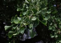 Ginkgo biloba (Jinan dvoulaločný)