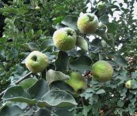 Cydonia oblonga (Kdouloň obecná)