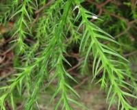 Cryptomeria japonica (Kryptomerie japonská)