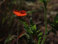 Papaver rhoeas (Mák vlčí)