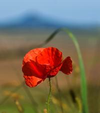 Papaver rhoeas (Mák vlčí)