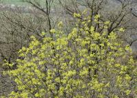 Acer platanoides (Javor mléč)