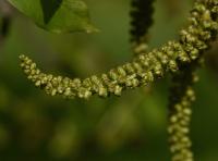 Juglans regia (Ořešák královský)