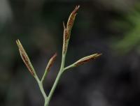 Asplenium septentrionale (Sleziník severní)