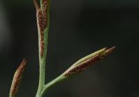 Asplenium septentrionale (Sleziník severní)