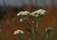 Achillea pannonica (Řebříček panonský)