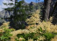 Aruncus dioicus (Udatna lesní)