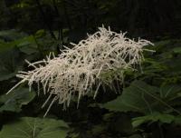 Aruncus dioicus (Udatna lesní)