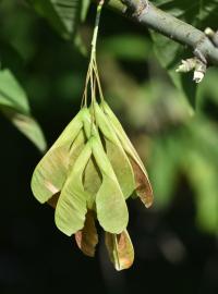 Acer negundo (Javor jasanolistý)